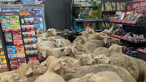 Schafe im Supermarkt - gekauft haben sie nichts.