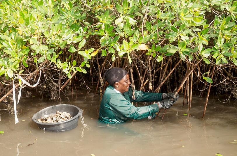 Die Gezeiten sind der Taktgeber für die Muschelsammlerinnen in Senegal: Sie haben bei Ebbe nur wenige Stunden, um die Muscheln in den Mangroven zu sammeln. Die Gezeiten sind der Taktgeber für die Muschelsammlerinnen in Senegal: Sie haben bei Ebbe nur wenige Stunden, um die Muscheln in den Mangroven zu sammeln.