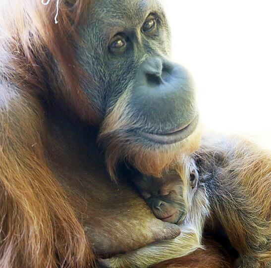 Das Orang-Utan-Baby von Hellabrunn. Die Bilder.
