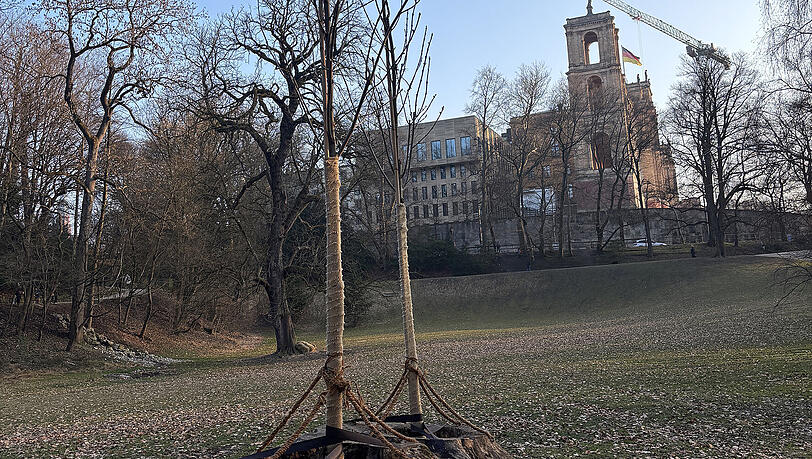 In den Maximiliananlagen werden junge, widerstandsf&auml;hige Eschen direkt in die Baumst&uuml;mpfe von gef&auml;llten B&auml;umen gepflanzt.