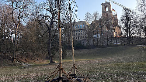 In den Maximiliananlagen werden junge, widerstandsf&auml;hige Eschen direkt in die Baumst&uuml;mpfe von gef&auml;llten B&auml;umen gepflanzt.