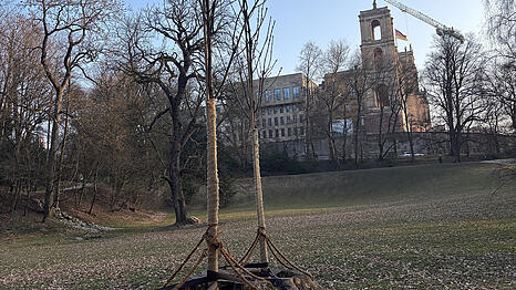 In den Maximiliananlagen werden junge, widerstandsf&auml;hige Eschen direkt in die Baumst&uuml;mpfe von gef&auml;llten B&auml;umen gepflanzt.