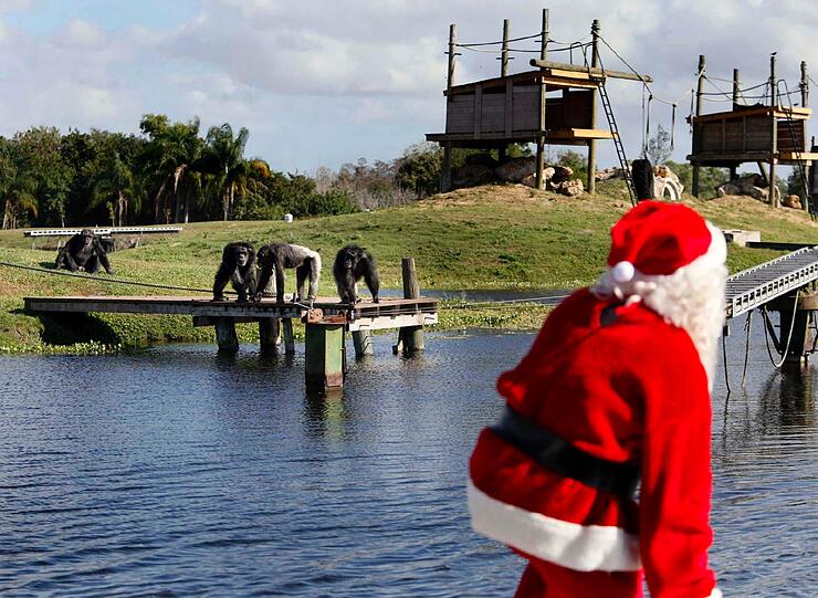 Auch eine Safari kann weihnachtlich werden. Wie hier in Loxahatchee: Die Affen schauen nur ezwas ungläubig.