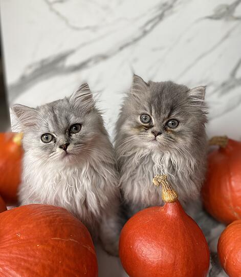 Sissi und Fluffi