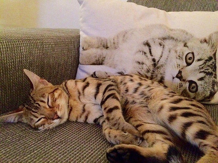 Leo