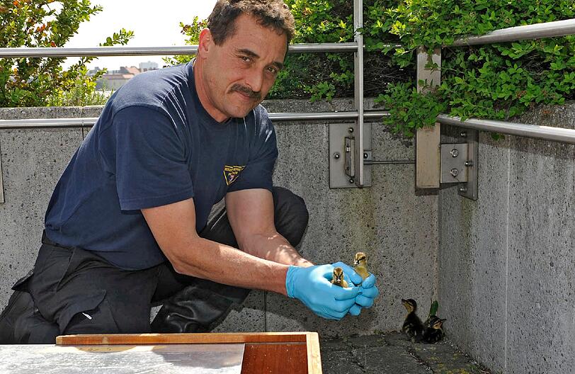 Ruppertstraße: 
Schon 2010 nutzte eine Entenmutter das Dach des Kreisverwaltungsreferates für das Ausbrüten ihrer Jungen. Die Feuerwehr musste sie umsetzten. 2011 rückt die Feuerwehr in der gleichen Sache erneut an. Insgesamt spazieren 13 Küken auf der Referententerrasse und in der Tiefgaragenabfahrt umher. Sie und die Mutter werden eingefangen und in einer Grünanlage wieder ausgesetzt.