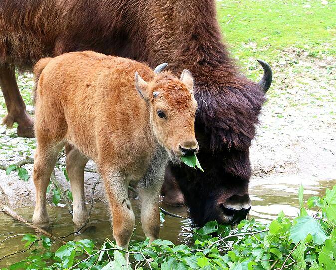 Peterle und Päuschen sind die neuen Besucher-Lieblinge im Tierpark Hellabrunn.