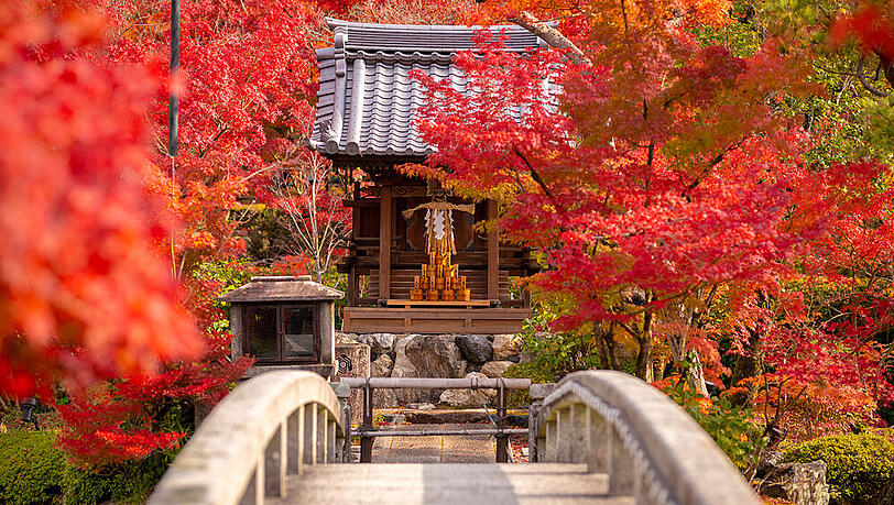 Wenn der Herbst das Land in Rottöne taucht, begehen die Japaner Momijigari