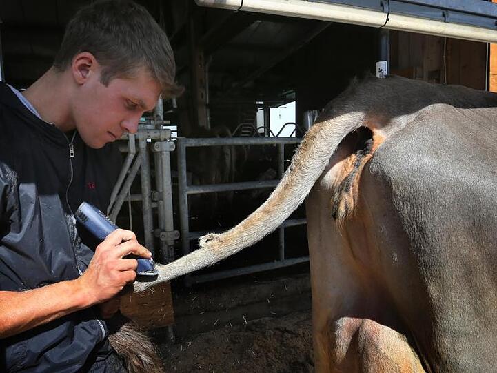 Tobias Guggemos, Kuhfitter und Landwirt, schert die vierjährige Swiss-Brown Kuh Granit. Foto: Karl-Josef Hildenbrand/dpa