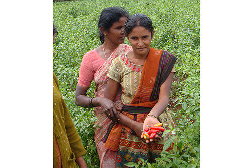 Mit Bio-Landbau gegen die Armut: Frauen der Öko-Farm Kargappa bei Bangalore ernten Chili-Schoten.