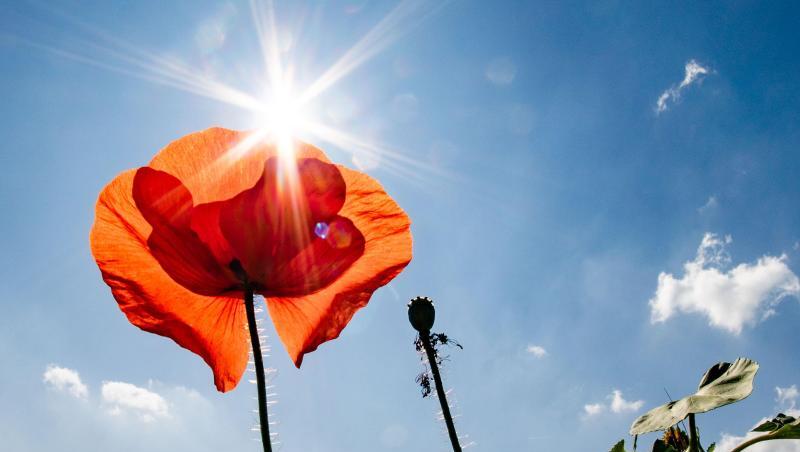 Die Sonne scheint vom blauen Himmel auf eine Mohnblume. Foto: Frank Rumpenhorst/dpa/Archivbild Die Sonne scheint vom blauen Himmel auf eine Mohnblume. Foto: Frank Rumpenhorst/dpa/Archivbild