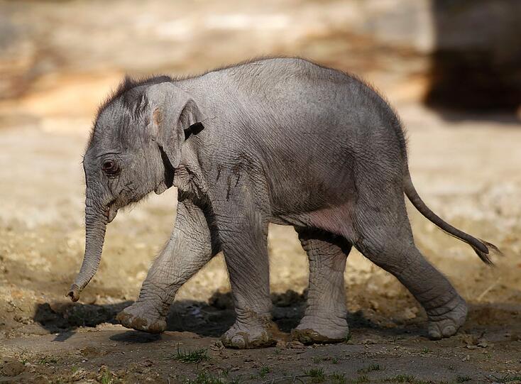 Zuletzt war in Hellabrunn im Mai 2011 das Elefantenbaby Ludwig auf die Welt gekommen.