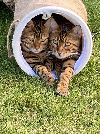 Garfield und Bonny
