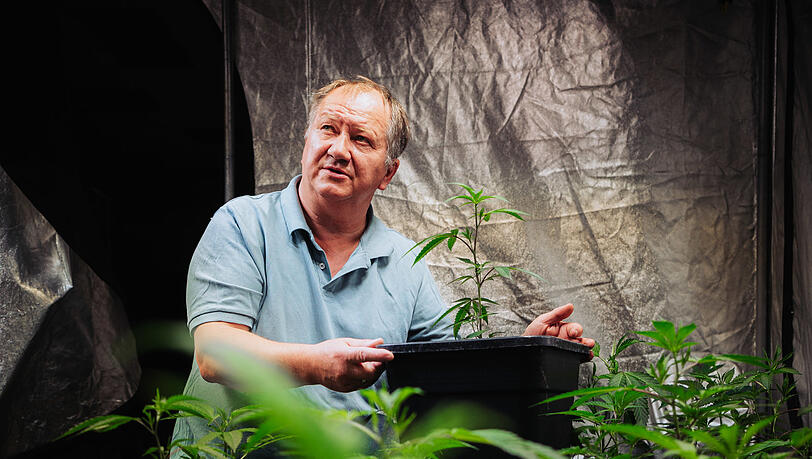 Vaclav Cerveny mit Cannabispflanzen in seinem Hanf-Supermarkt. Vaclav Cerveny mit Cannabispflanzen in seinem Hanf-Supermarkt.