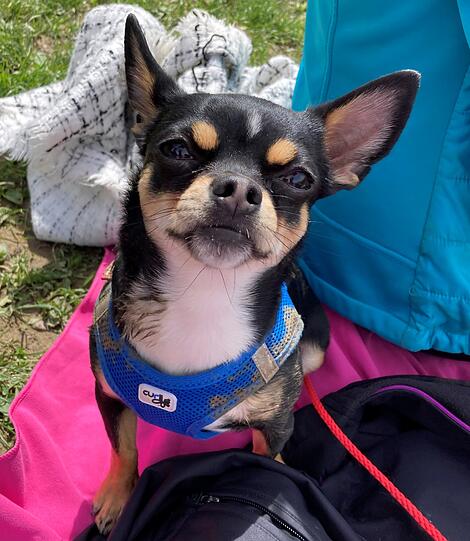 Diego