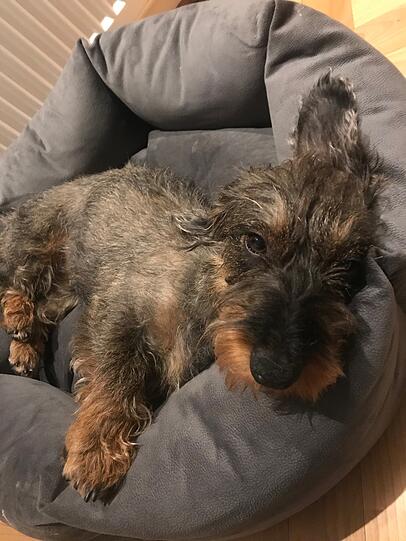Lotti