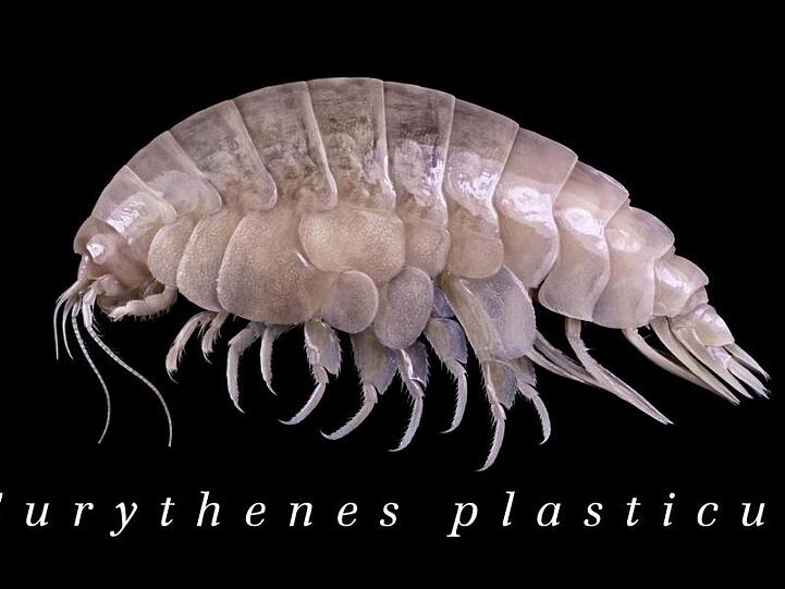 Der Eurythenes plasticus. Wissenschaftler haben Plastik im Körper der bisher unbekannten Flohkrebs-Art in der Tiefsee entdeckt. Das rund fünf Zentimeter kleine Tier lebt etwa 6500 Meter unterhalb des Meeresspiegels im Marianengraben.