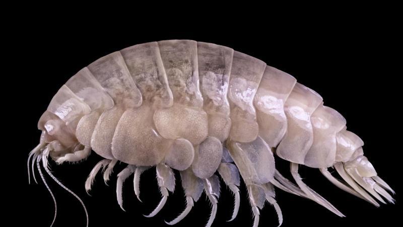Der Eurythenes plasticus. Wissenschaftler haben Plastik im Körper der bisher unbekannten Flohkrebs-Art in der Tiefsee entdeckt. Das rund fünf Zentimeter kleine Tier lebt etwa 6500 Meter unterhalb des Meeresspiegels im Marianengraben. Der Eurythenes plasticus. Wissenschaftler haben Plastik im Körper der bisher unbekannten Flohkrebs-Art in der Tiefsee entdeckt. Das rund fünf Zentimeter kleine Tier lebt etwa 6500 Meter unterhalb des Meeresspiegels im Marianengraben.