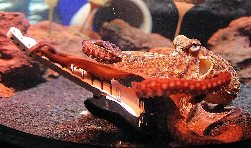 Paul junior macht sich derzeit in der Ausstellung "Octopus Garden" einen Namen an der E-Gitarre.