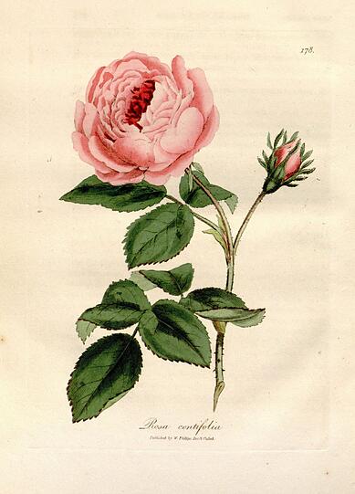 Die Rosenschau zeigt die vielen Facetten dieser Blume.