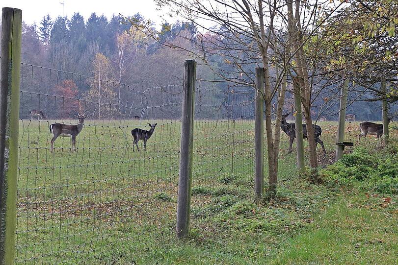 Insgesamt zwei Zäune muss der Wolf überwinden.