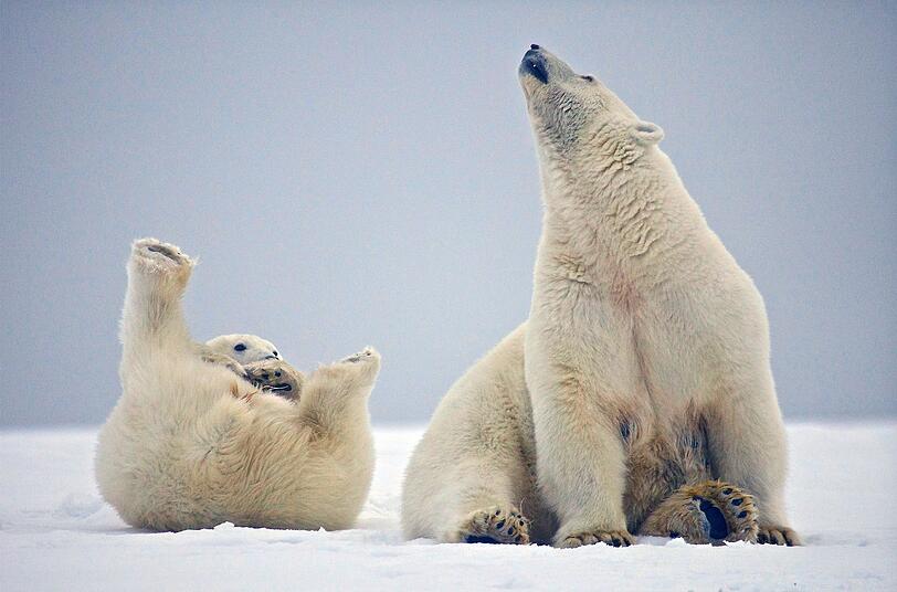 Mit einem Gewicht von bis zu 800 Kilogramm ist der Eisbär das größte an Land jagende Raubtier. Mit einem Gewicht von bis zu 800 Kilogramm ist der Eisbär das größte an Land jagende Raubtier.