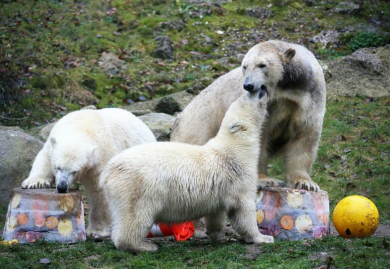 Eisbärin Giovanna (r.) mit ihren Zwillingen Nela und Nobby.