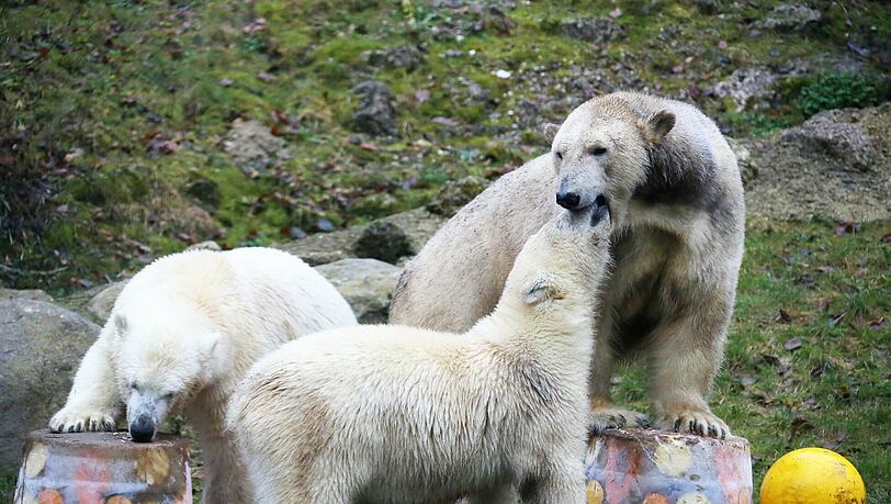 Eisbärin Giovanna (r.) mit ihren Zwillingen Nela und Nobby. Eisbärin Giovanna (r.) mit ihren Zwillingen Nela und Nobby.