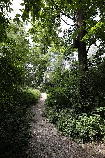 Wildnis pur – und das mitten in der Stadt.