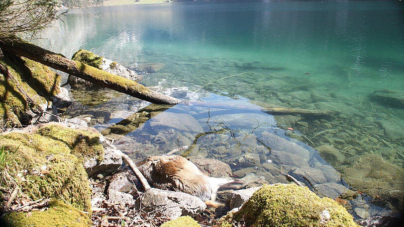 Eines der toten Tiere liegt direkt am Ufer des Sees.