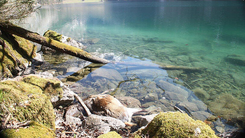 Eines der toten Tiere liegt direkt am Ufer des Sees. Eines der toten Tiere liegt direkt am Ufer des Sees.