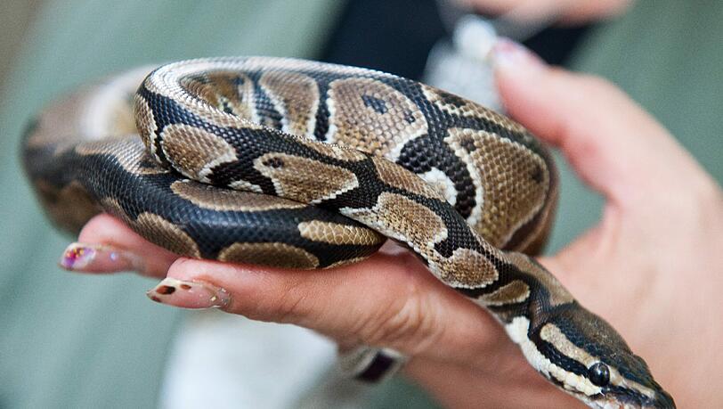 Eine Königypython hat in Großhadern am Wochenende einen kleinen Ausflug gemacht. (Symbolbild) Eine Königypython hat in Großhadern am Wochenende einen kleinen Ausflug gemacht. (Symbolbild)