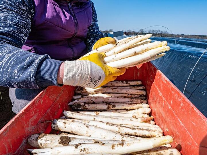 Frisch gestochener Spargel wird in eine Kiste gelegt. Foto: Armin Weigel/dpa/Archivbild