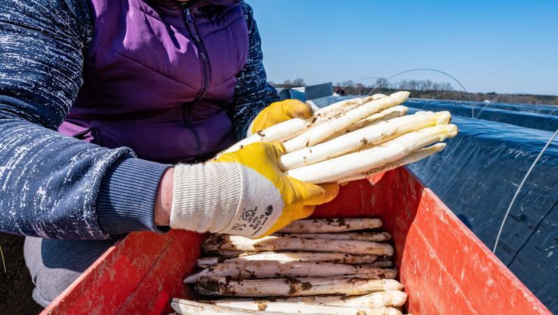 Frisch gestochener Spargel wird in eine Kiste gelegt. Foto: Armin Weigel/dpa/Archivbild Frisch gestochener Spargel wird in eine Kiste gelegt. Foto: Armin Weigel/dpa/Archivbild