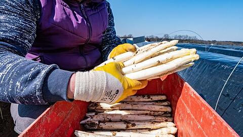 Frisch gestochener Spargel wird in eine Kiste gelegt. Foto: Armin Weigel/dpa/Archivbild