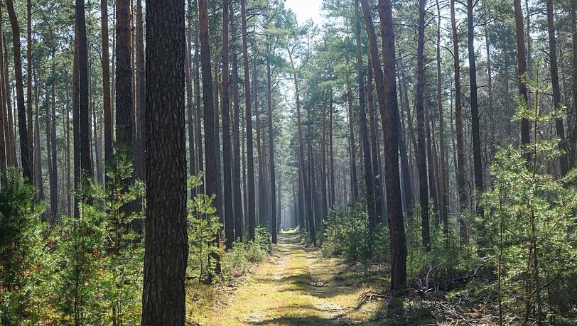 Trockene Wälder wie etwa die Kiefernwälder in Brandenburg haben oft eine hohe Waldbrandgefährdung.