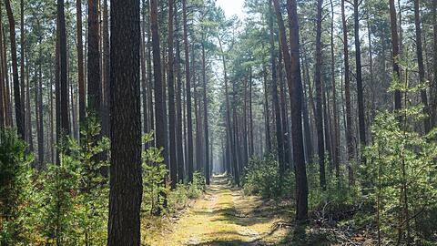 Trockene Wälder wie etwa die Kiefernwälder in Brandenburg haben oft eine hohe Waldbrandgefährdung.