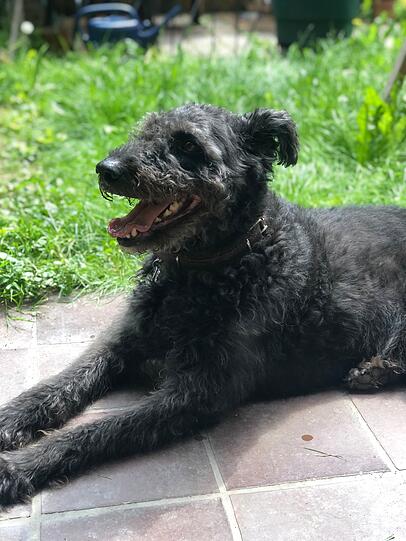 Joschi