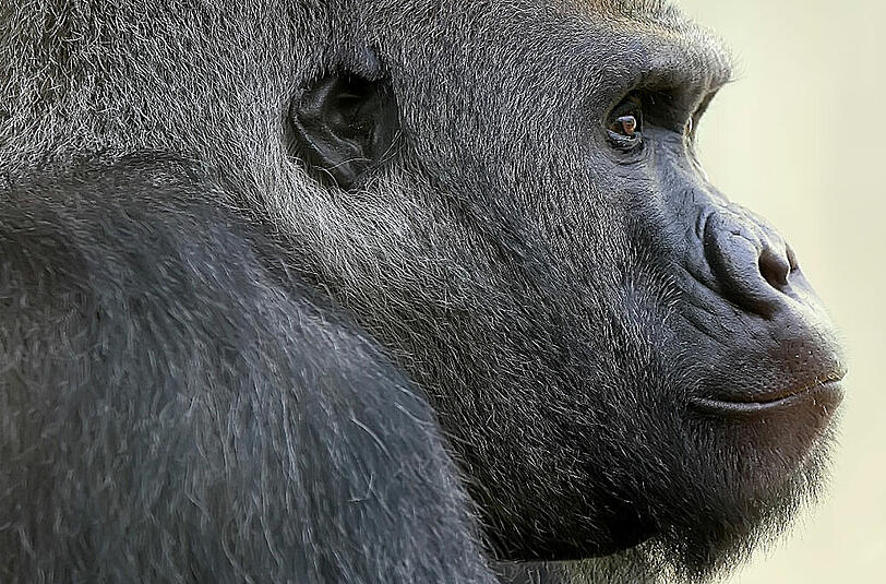 Plötzlich tot: Der Tierpark Hellabrunn trauert um Gorilla und Silberrücken Roututu.