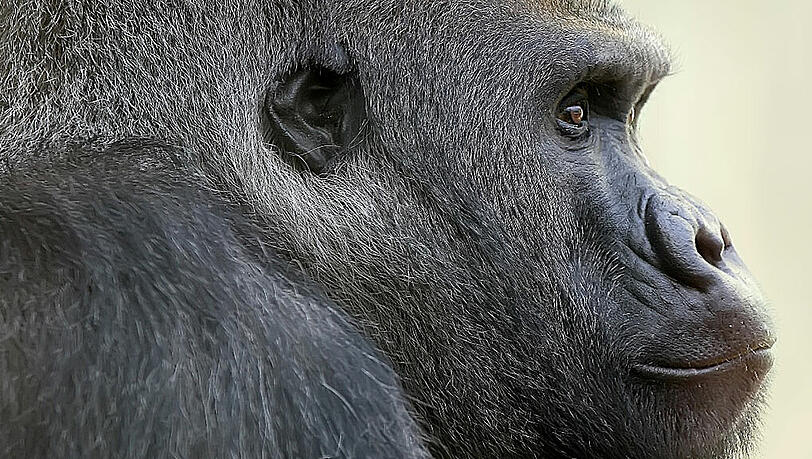 Plötzlich tot: Der Tierpark Hellabrunn trauert um Gorilla und Silberrücken Roututu. Plötzlich tot: Der Tierpark Hellabrunn trauert um Gorilla und Silberrücken Roututu.