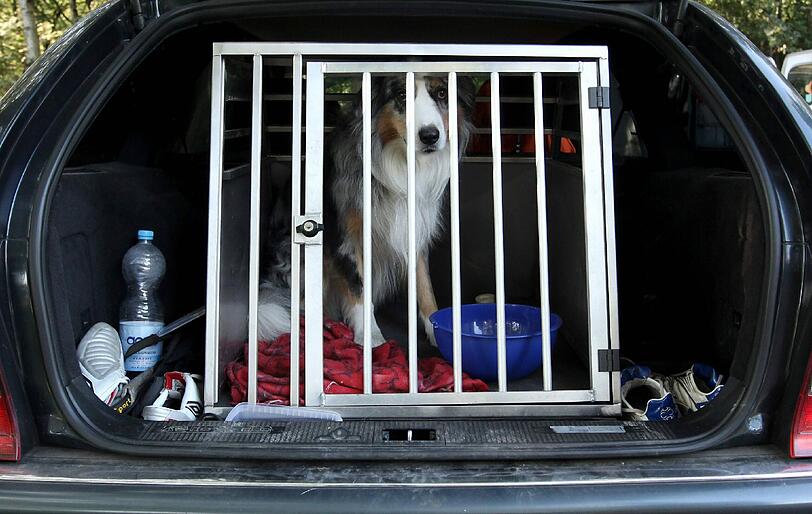 Ein Hund in einer Transportbox