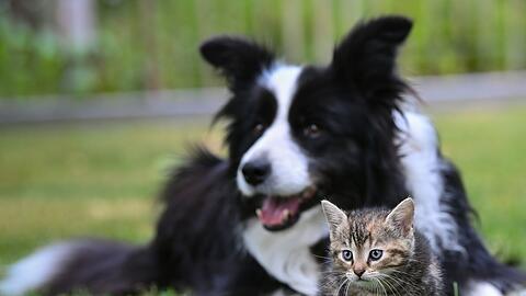 Extreme Züchtungen von Hunden und Katzen sollen in der EU gestoppt werden.