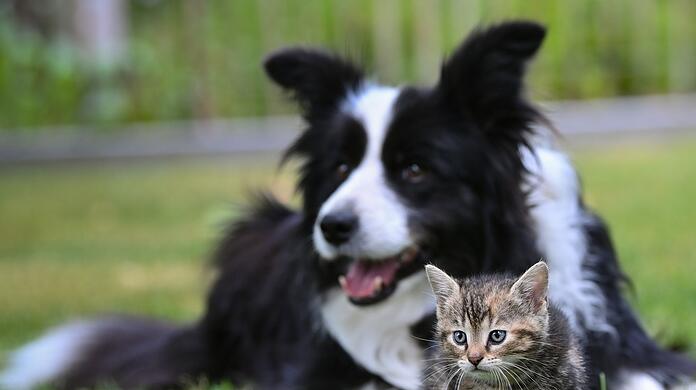 Extreme Züchtungen von Hunden und Katzen sollen in der EU gestoppt werden.