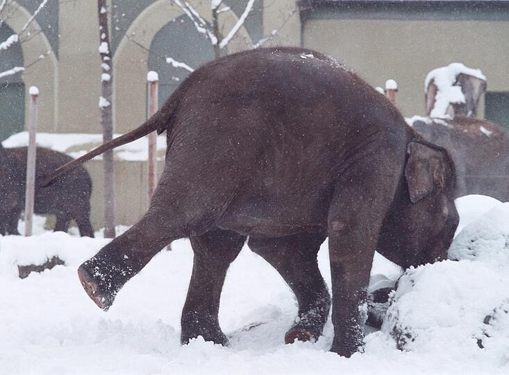 Hier ein Foto aus dem Jahr 2000: Da tobt die 7 Tonnen Dame übermüntig durch den Schnee.