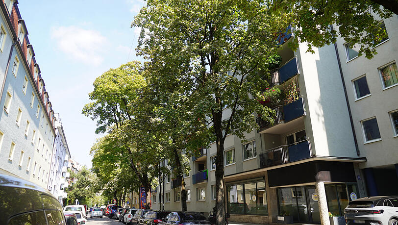 Eine Reihe kranker Ahörner an der Ansprengerstraße.