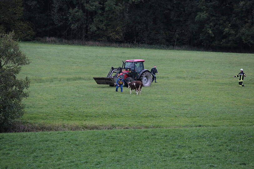 In einer spektakulären Aktion hat die Feuerwehr einen in der Nacht von Samstag auf Sonntag ausgebrochenen Stier wieder eingefangen - die Bilder.