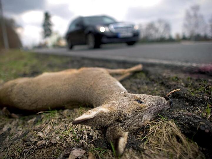 Leider kommt es immer wieder vor, dass Rehe und andere Wildtiere vor Autos geraten.