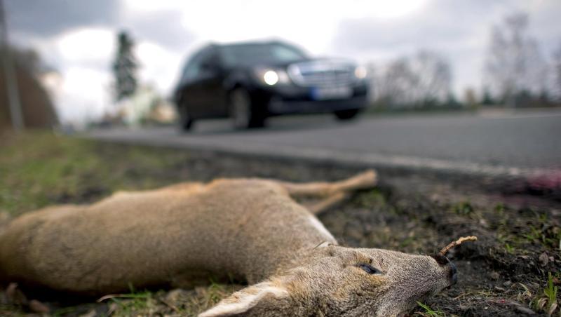 Leider kommt es immer wieder vor, dass Rehe und andere Wildtiere vor Autos geraten. Leider kommt es immer wieder vor, dass Rehe und andere Wildtiere vor Autos geraten.