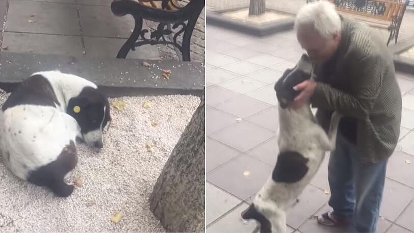 Nach drei Jahren Suche findet Giorgi Berenziani tatsächlich seinen Hund auf der Straße wieder.