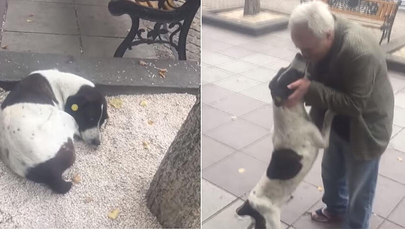 Nach drei Jahren Suche findet Giorgi Berenziani tatsächlich seinen Hund auf der Straße wieder. Nach drei Jahren Suche findet Giorgi Berenziani tatsächlich seinen Hund auf der Straße wieder.